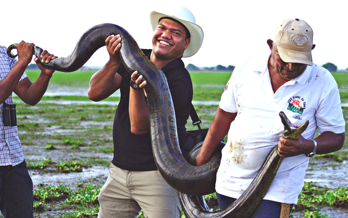 Anaconda, longest snake in the world