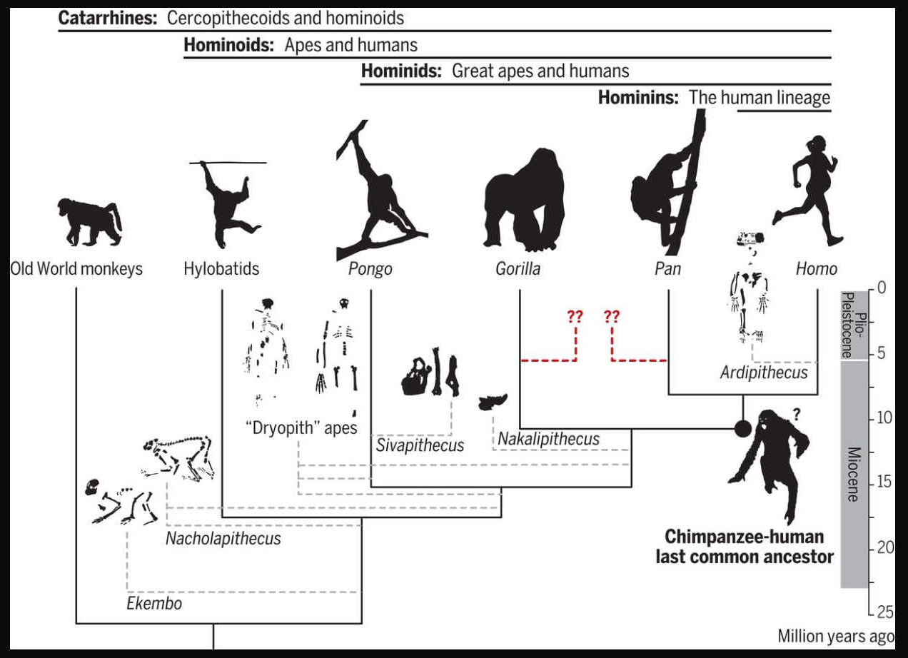 The evolution of man from monkeys