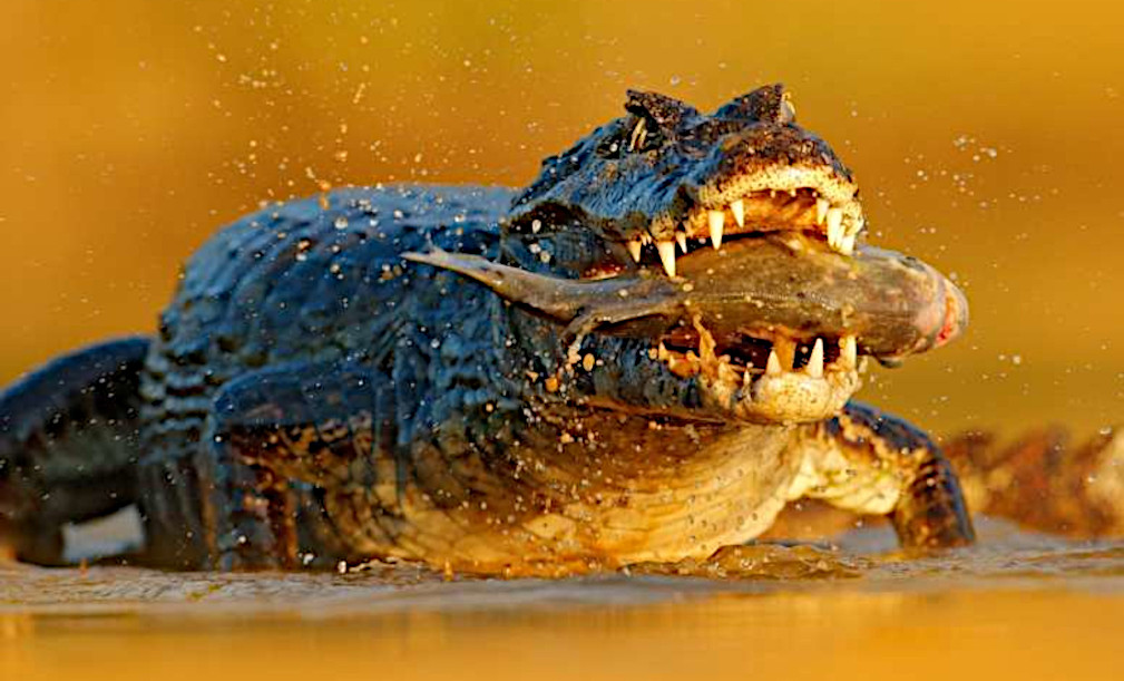 An Amazonian crocodile eating a red bellied piranha fish